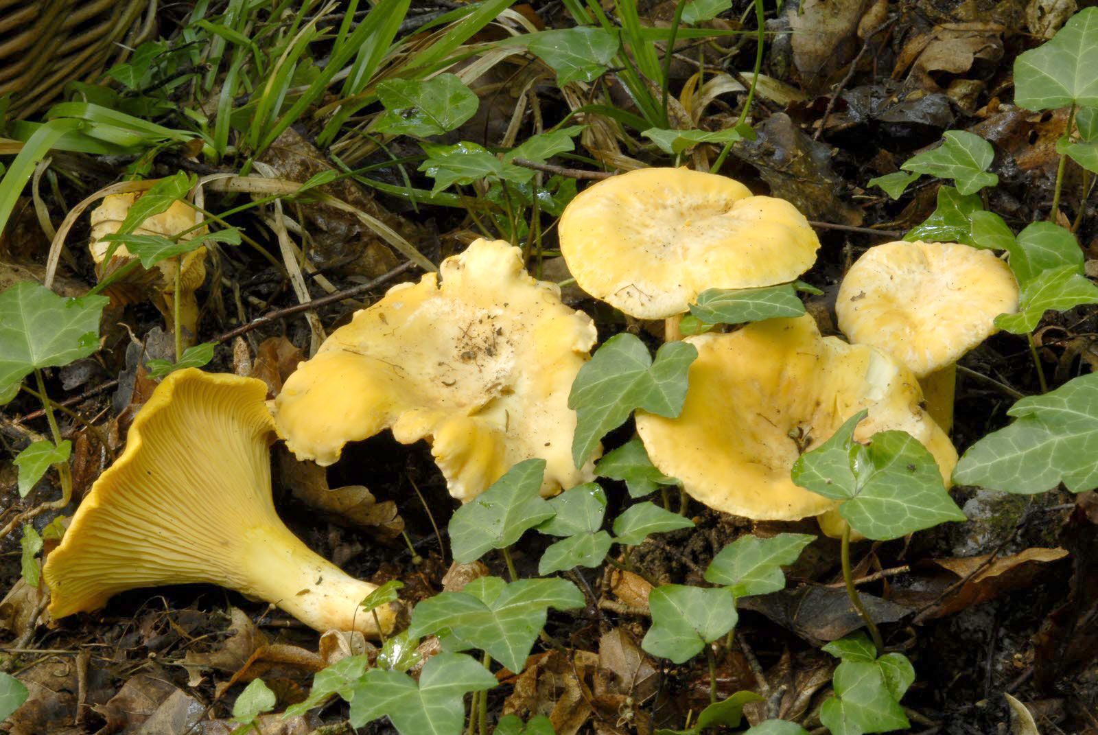 Tout savoir sur le champignon trompette de la mort : Identification et  cueillette - CACE Maison
